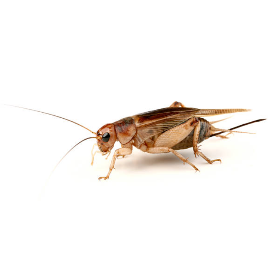 Steppekrekels Gryllus assimilis Bulk | Levend reptielenvoer in grootverpakking