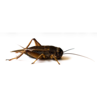 Steppekrekels Gryllus assimilis levend voeder in insectenbakje diverse maten