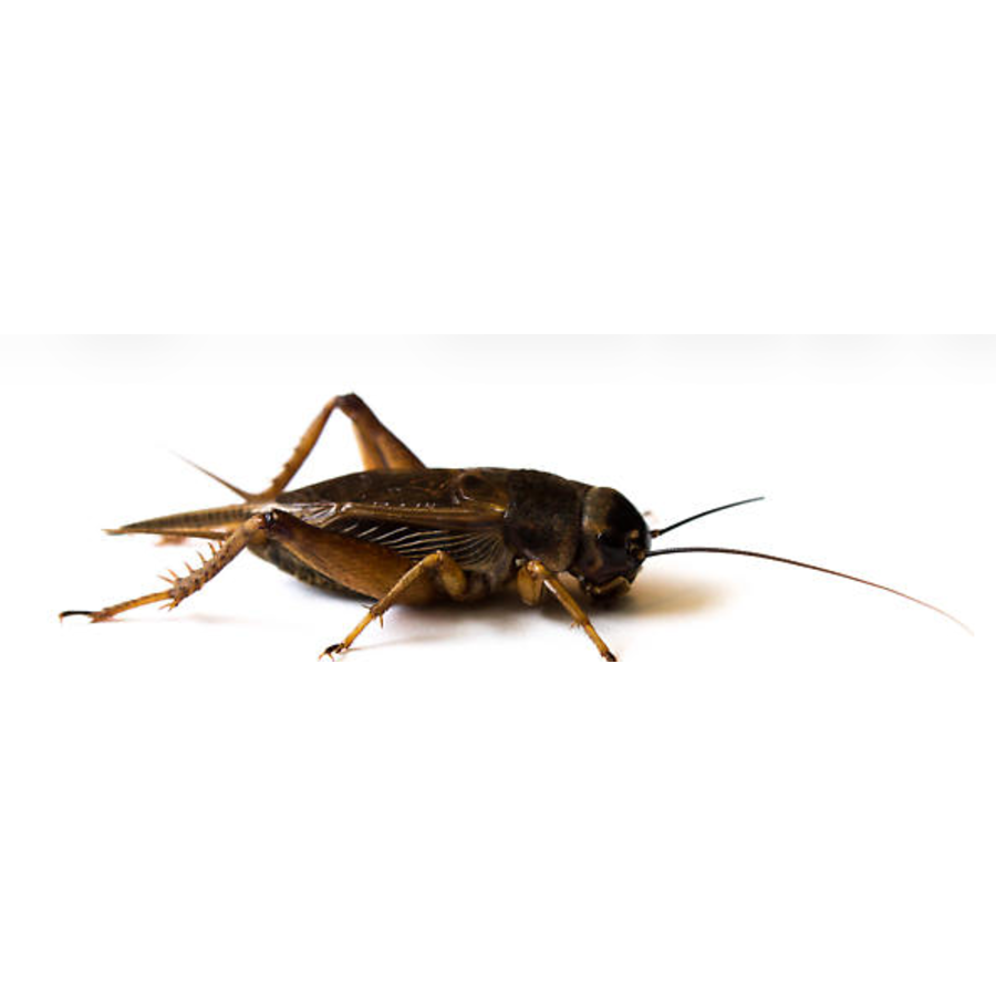 Steppekrekels Gryllus assimilis levend voeder in insectenbakje diverse maten