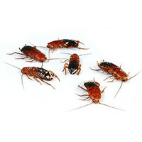 Red Runners Shelfordella lateralis levend voedseldier in insectenbakje