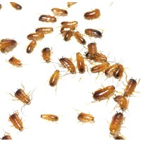 Red Runners Shelfordella lateralis | 1 kilo bulk levende voedseldieren voor reptielen, vogels en amfibieën