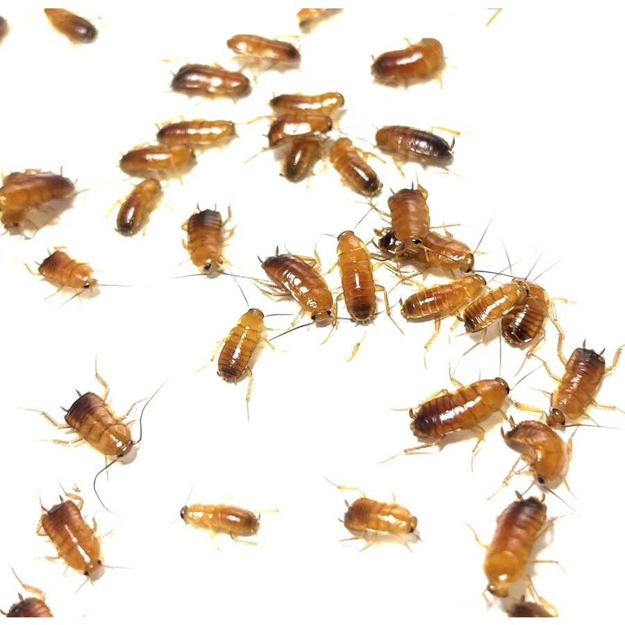 Red Runners Shelfordella lateralis | 1 kilo bulk levende voedseldieren voor reptielen, vogels en amfibieën