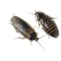 Blaptica Dubia Argentijnse kakkerlakken maat L – 1 kilo bulkverpakking levend voeder