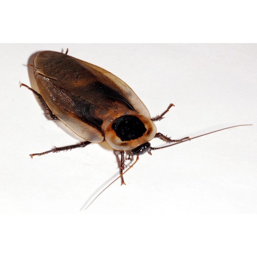 Doodshoofdkakkerlak Blaberus craniifer – Insectenbakje 10 stuks