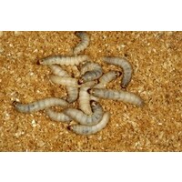 Wasmotten op voedingsbodem | insectenbakje | levend voer voor reptielen