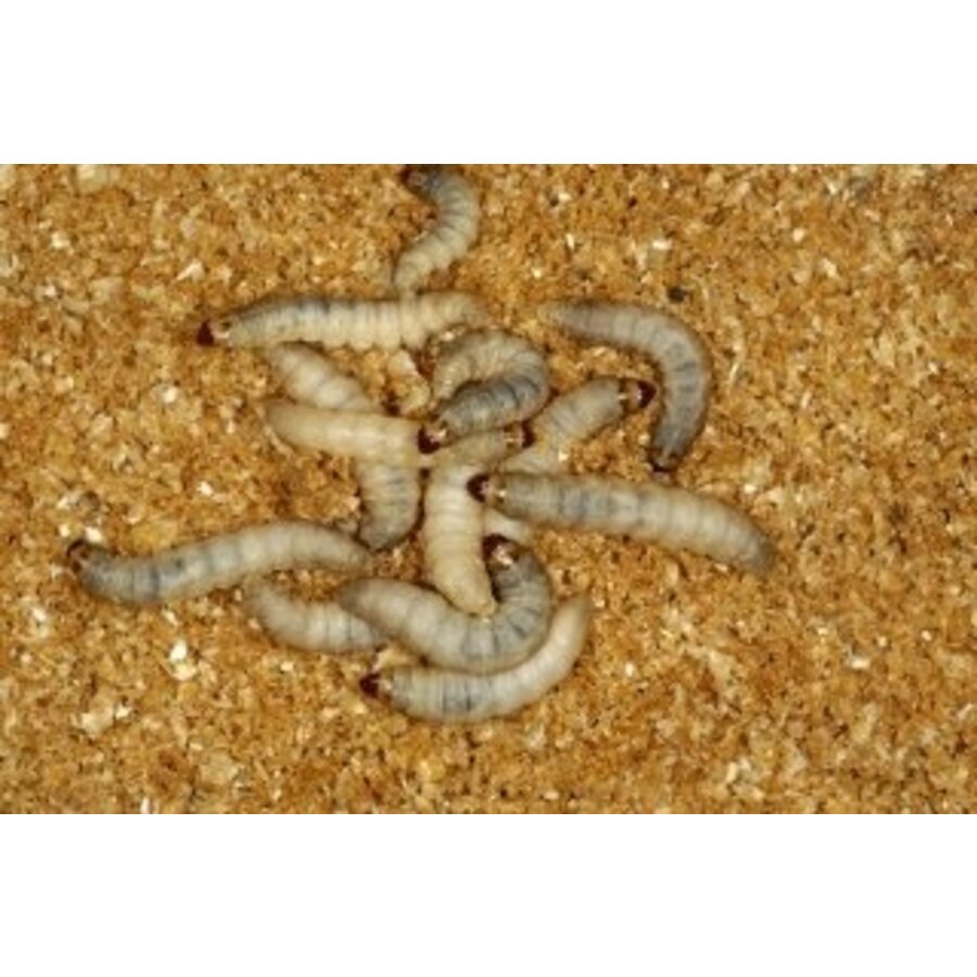 Wasmotten op voedingsbodem