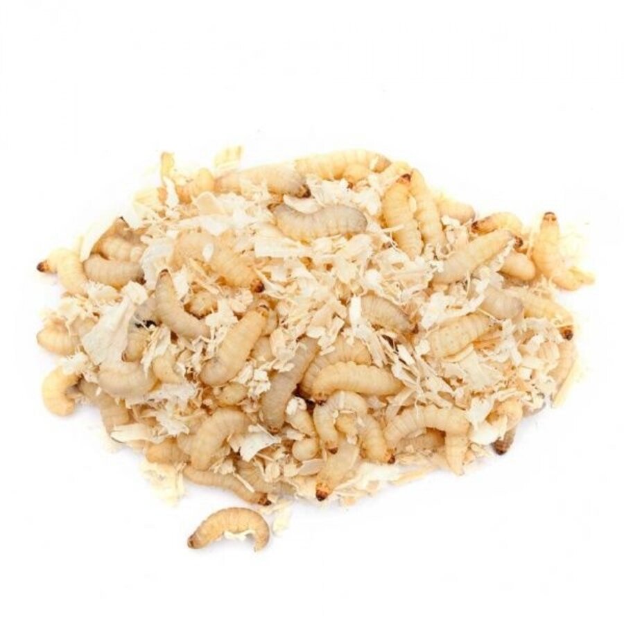 Grote wasmotten op zaagsel | bulkverpakking 1 kg | reptielenvoer en visaas