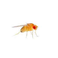 Levende fruitvliegjes klein Drosophila melanogaster – kweekbeker met voedingsbodem