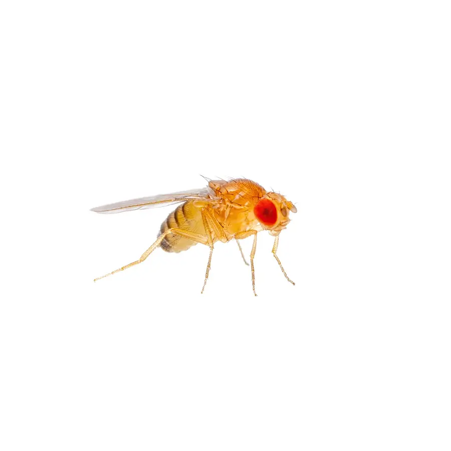Levende fruitvliegjes klein Drosophila melanogaster – kweekbeker met voedingsbodem