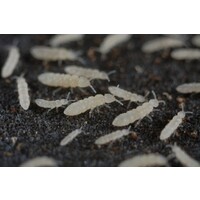 Tropische witte springstaartjes – Bakje 500 ml