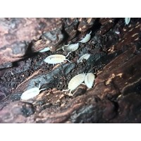 Witte tropische pissebedden | Trichorhina tomentosa | 500 ml cultuur met substraat voor terrarium en voedseldieren