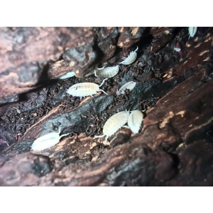 Witte tropische pissebedden – Trichorhina tomentosa 500 ml