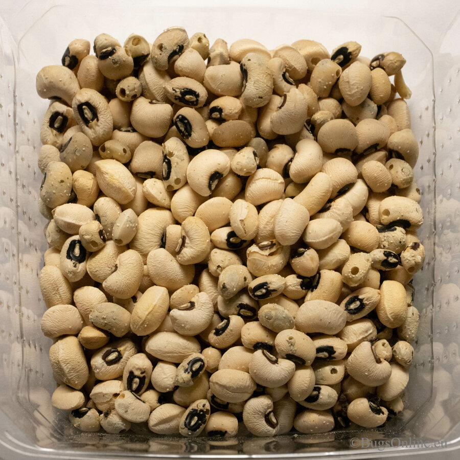 Bonenkevers – Insectenbakje met bonen, doorlopend kweekbaar