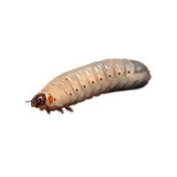 Levende Dola’s Pachnoda Butana rozenkeverlarven in insectenbakje met aarde | 10 stuks