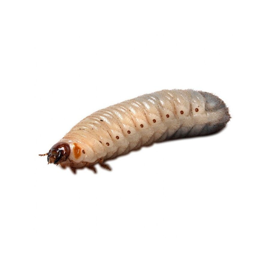 Levende Dola’s Pachnoda Butana rozenkeverlarven in insectenbakje met aarde | 10 stuks