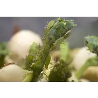 Erwtenluis levend voer | grote pot met gekiemde erwten | Acyrthosiphon pisum