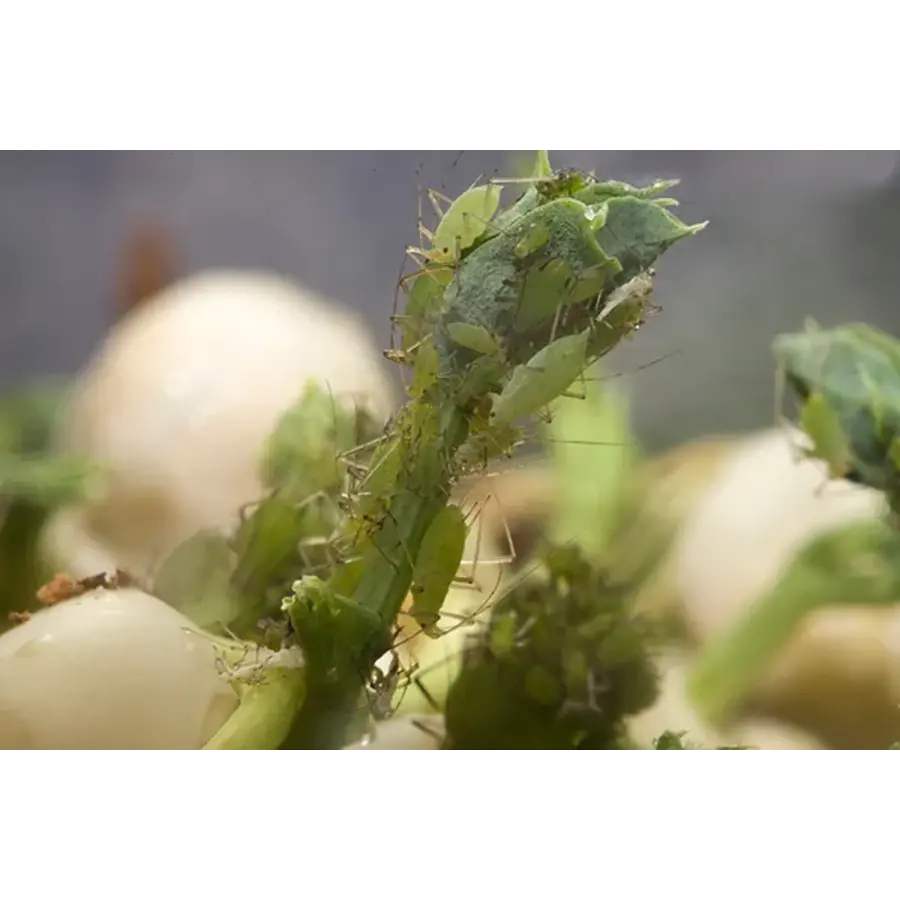 Erwtenluis – Grote pot met gekiemde erwten