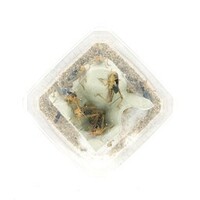 Doosje levende sprinkhanen in diverse maten voor reptielen en vogels