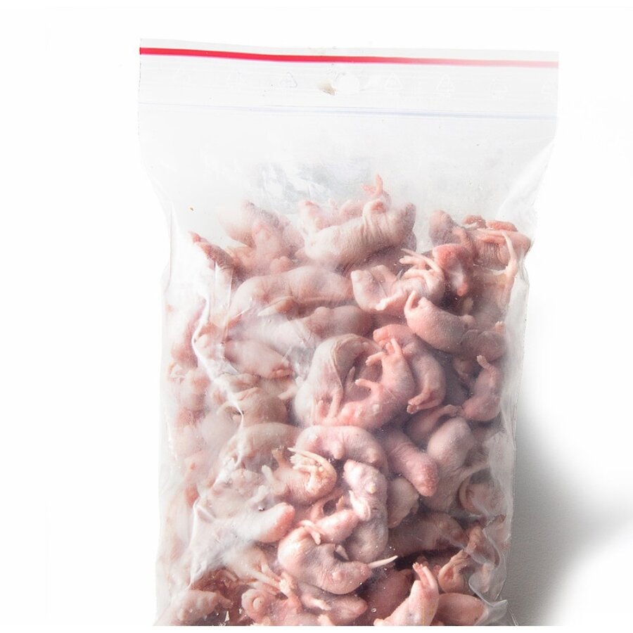 Diepvries baby muis 1–2 gram | reptielenvoer