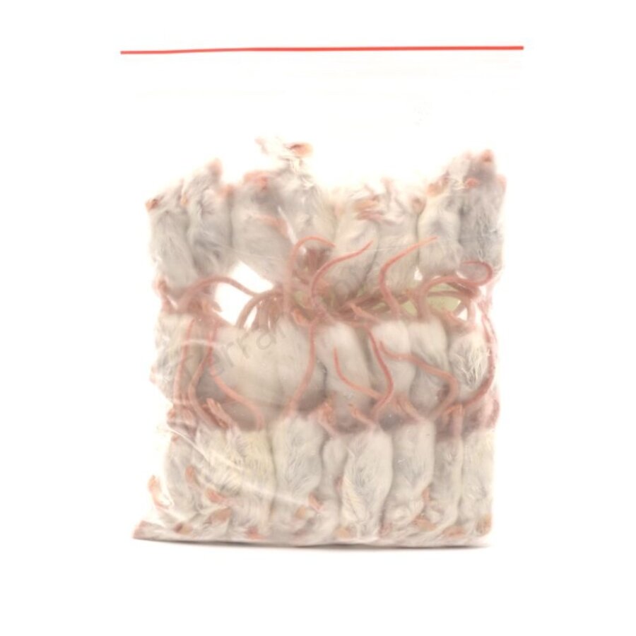 Diepvries muis springer 9–12 gram | compleet prooidier voor slangen en reptielen