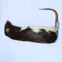 Diepvries rat volwassen XL 300+ gram