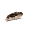 Diepvries hamster volwassen 20–50 gram