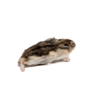 Diepvries hamster volwassen 20–50 gram