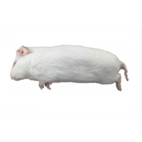 Diepvries cavia 200–500 gram