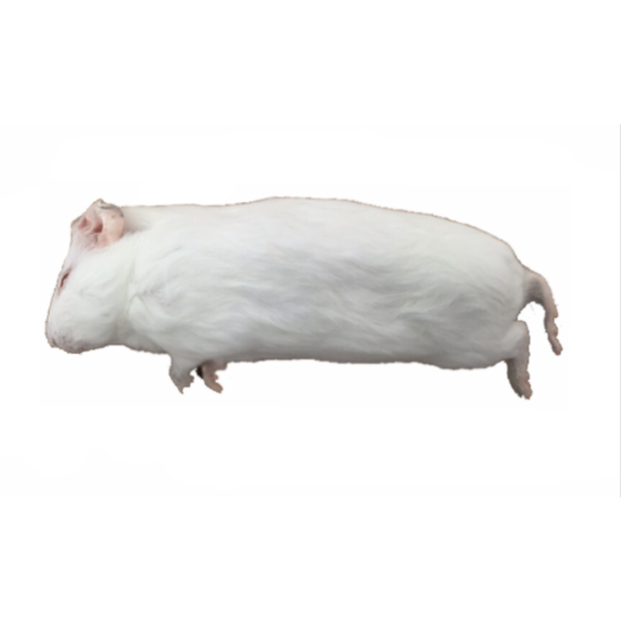 Diepvries cavia 200–500 gram