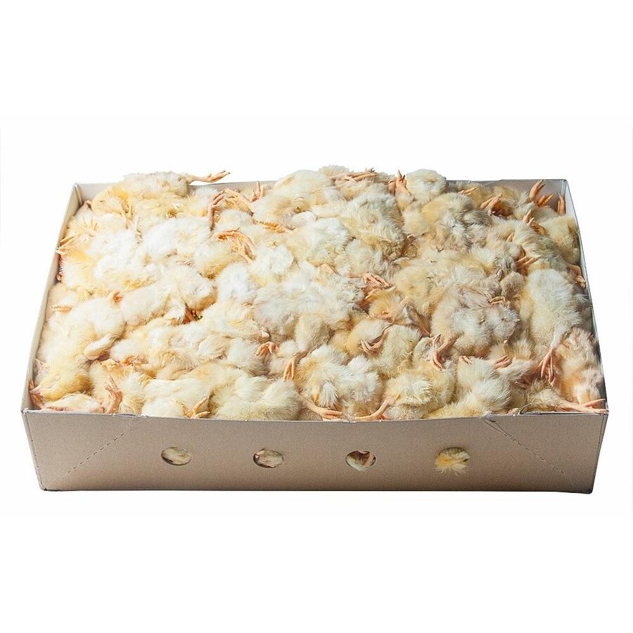 Diepvries eendagskuikens | 10 kg bulkdoos | los ingevroren | ca. 250 stuks