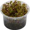 Rotala Blood Red | In vitro cup