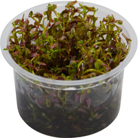 Rotala Blood Red | In vitro cup