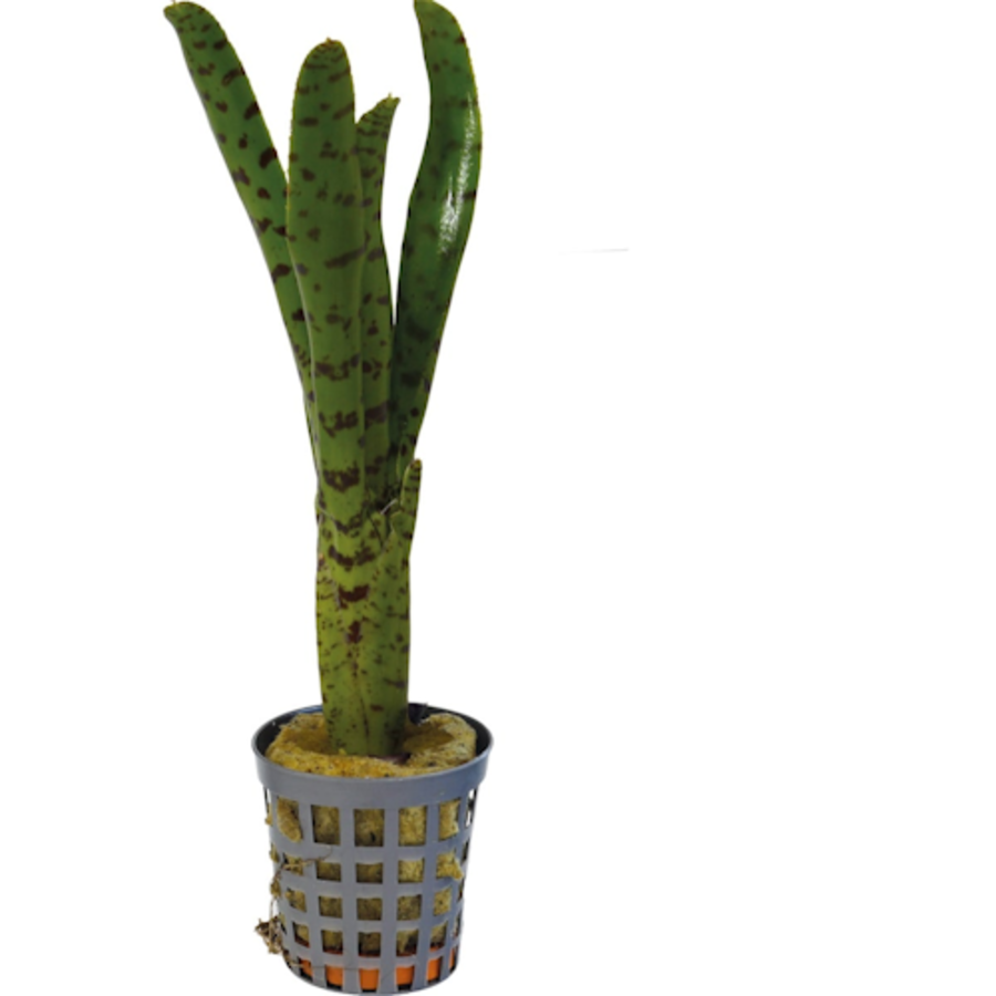 Neoregelia Punctatissima