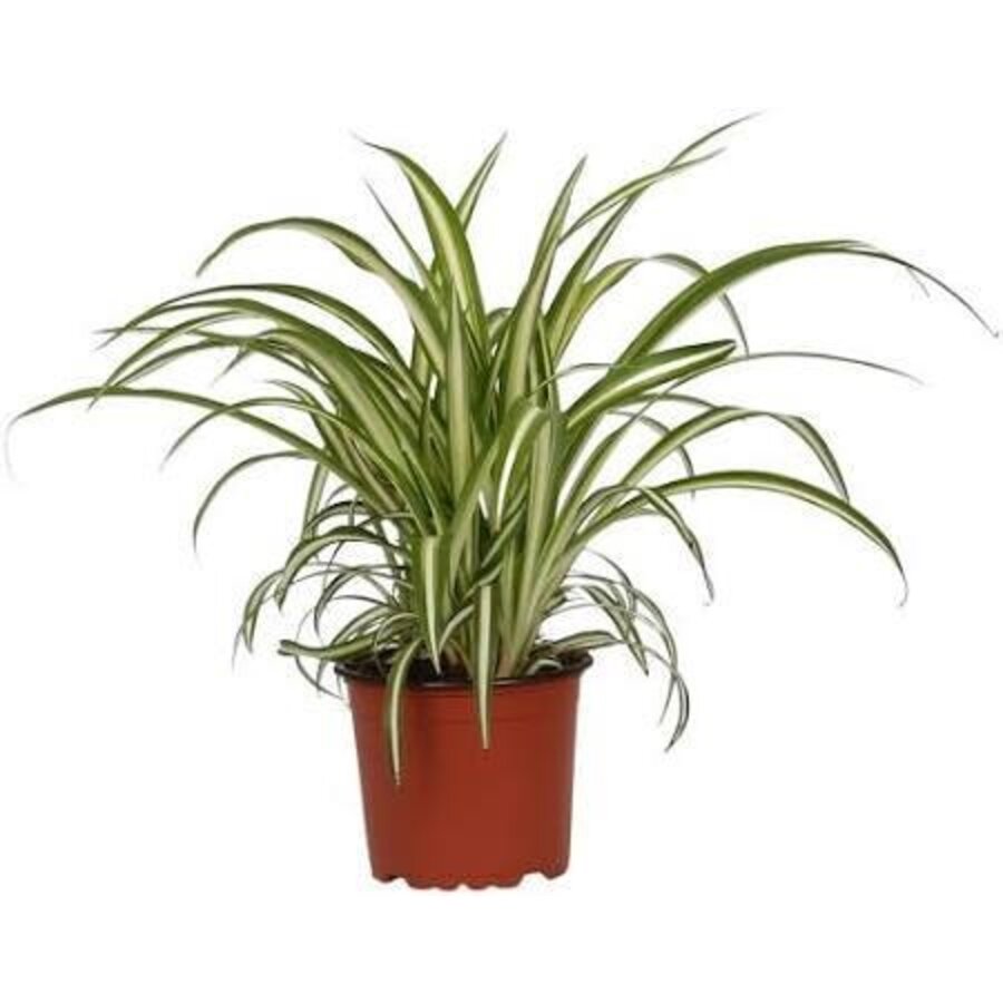 Konijnengras | Chlorophytum Variegatum | In 12 cm Pot