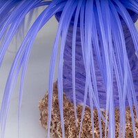 Kunstplant Anemoon Cerianthus 16x16x9CM