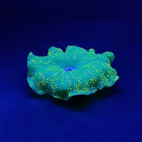 Kunstplant Anemoon Tapijt 18x16x5CM