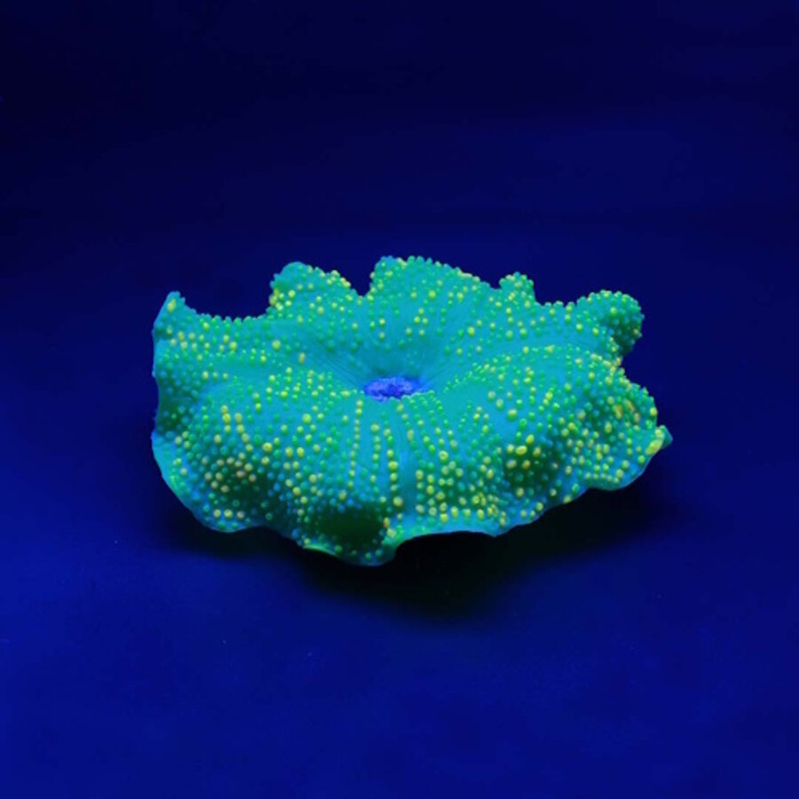 Kunstplant Anemoon Tapijt 18x16x5CM