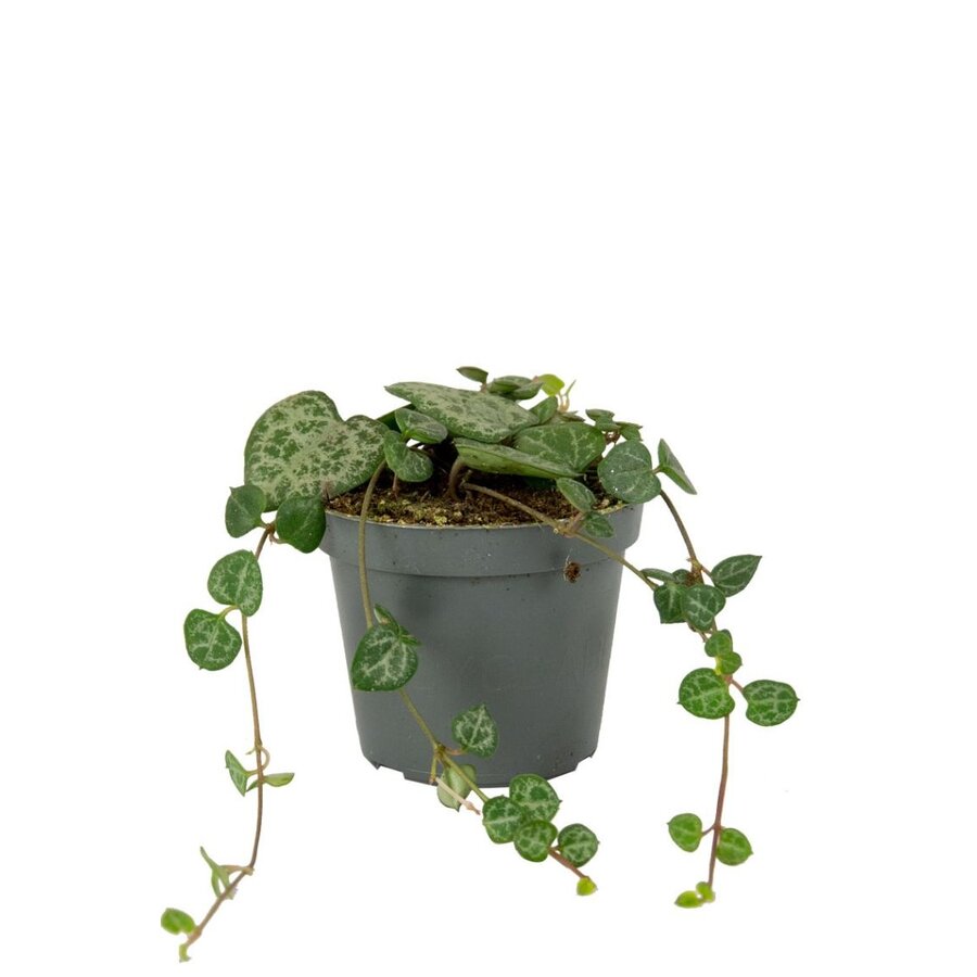 Lantaarnplantje Ceropegia Woodii in 9 cm pot – 20 cm stengels, 9-stek-mix