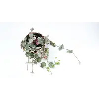 Ceropegia Woodii Variegata in 9 cm pot – 15 cm ranken, 9 stekken mix