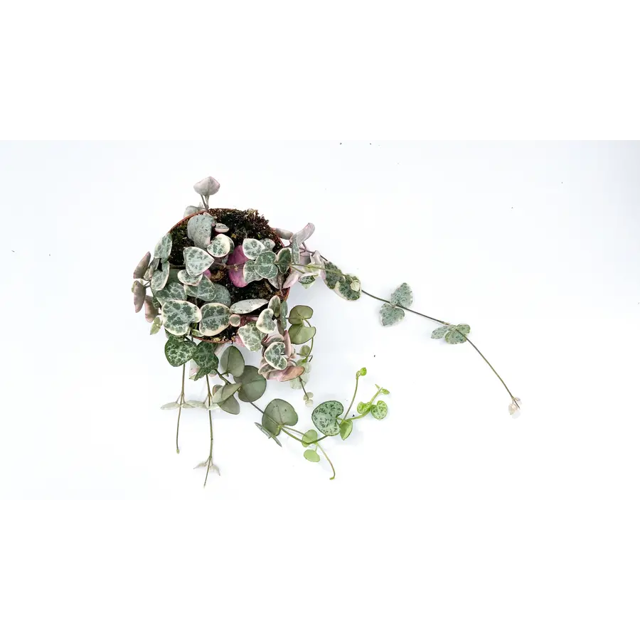 Ceropegia Woodii Variegata in 9 cm pot – 15 cm ranken, 9 stekken mix