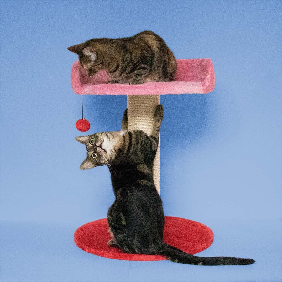 Krabpaal Berry Breeze | 50x50x64cm