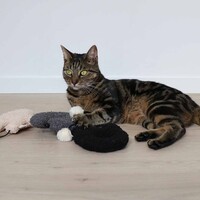 Trappelkussen Bo met Knisperfolie