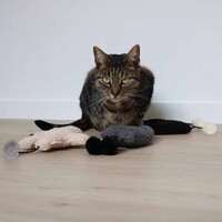 Trappelkussen Bix met Knisperfolie