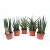 Sansevieria mix | Per stuk | – 5 cm pot, 10 cm hoogte