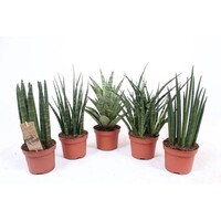 Sansevieria mix in 8 cm pot – diverse mini-varianten, ± 25 cm hoge terrariumplanten