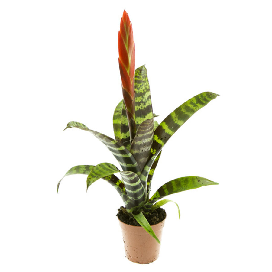Vriesea ‘Era’ in 9 cm pot – 52 cm hoge decoratieve bromelia rozetplant