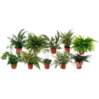 Varens mix in 8 cm pot – diverse soorten, 20 cm hoge terrariumplanten