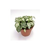 Fittonia ‘White Tiger’ – 5 cm pot, 12 cm hoog