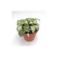 Fittonia ‘White Tiger’ in 8 cm pot – 12 cm hoge mini mozaïekplant met 4 stekken