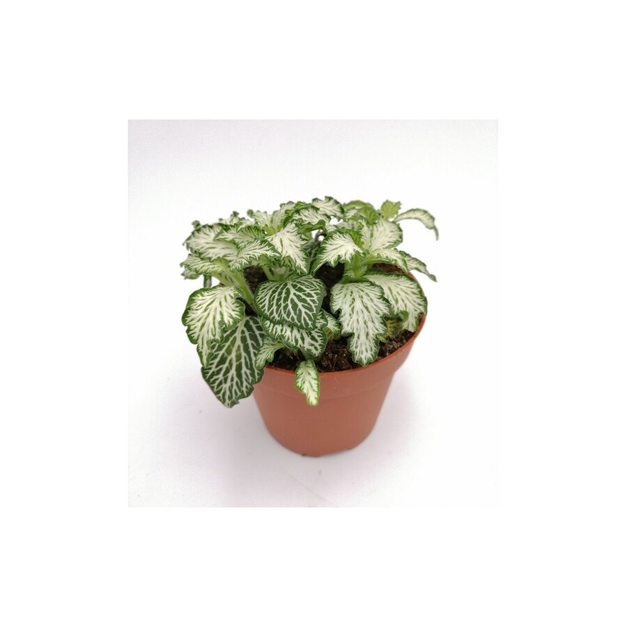 Fittonia ‘White Tiger’ in 5 cm pot – 12 cm hoge mini mozaïekplant met 4 stekken